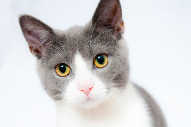 An ordinary phone photo of a pet, before