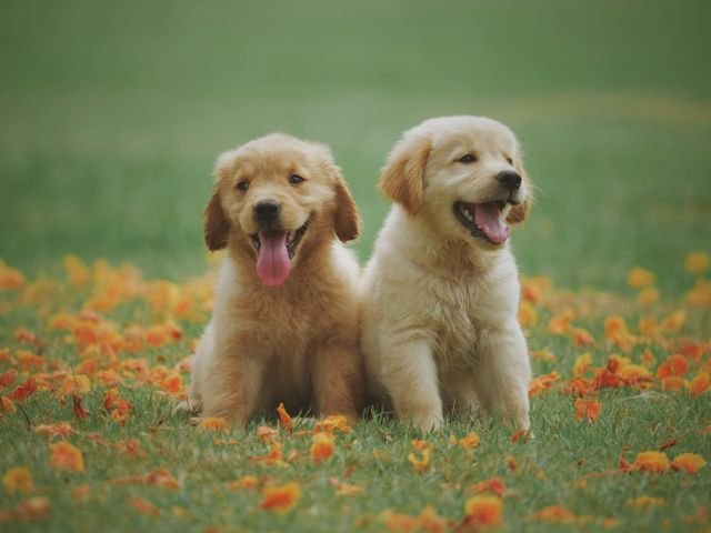 Photo of a golden retriever puppy